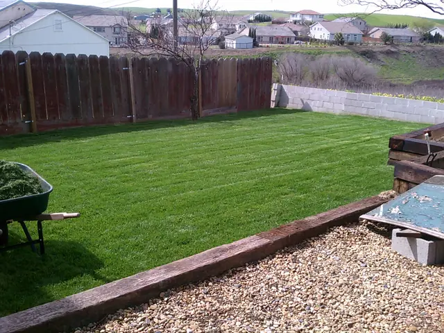 New lawn and border in a back yard landscape replacement
